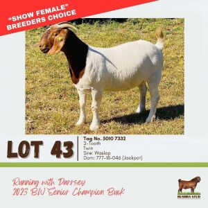 LOT 43 1X BOERGOAT DOE BUSHRA STUD