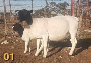 1 x DORPERS OOI/EWE Bertie Aucamp