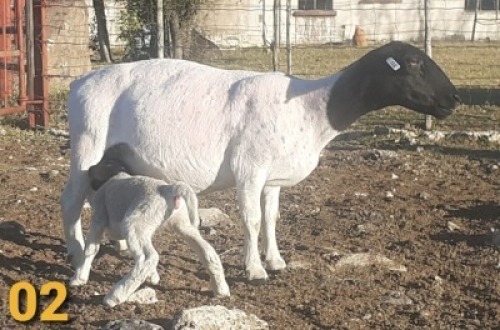 1 x DORPERS OOI/EWE Bertie Aucamp
