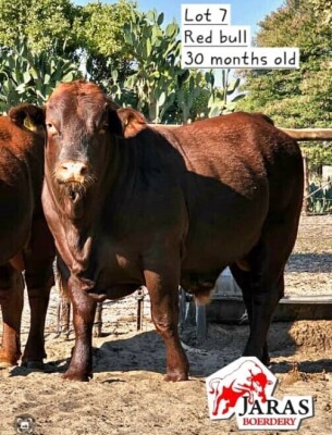 LOT 7 1X BEEFMASTER BULL JARAS (PTY)LTD