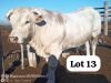 LOT 13 1X CHAROLAIS BULL DAVID MEREMENTSI