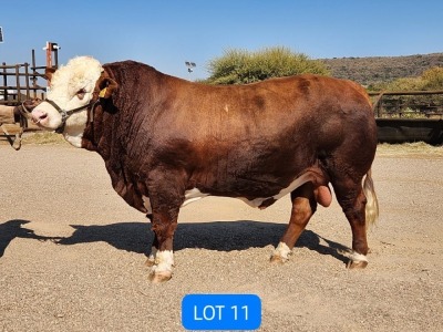 LOT 11 1X SIMMENTAL BULL THOLO HOLDINGS