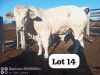 LOT 14 1X CHARBRAY BULL DAVID MEREMENTSI