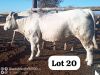 LOT 20 1X CHARBRAY BULL DAVID MEREMENTSI