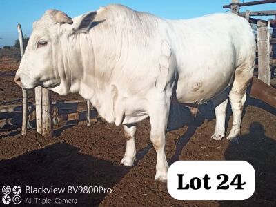 LOT 24 1X CHARBRAY BULL DAVID MEREMENTSI