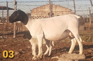 1 x DORPERS OOI/EWE Bertie Aucamp