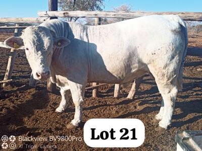 LOT 21 1X CHAROLAIS BULL DAVID MEREMENTSI