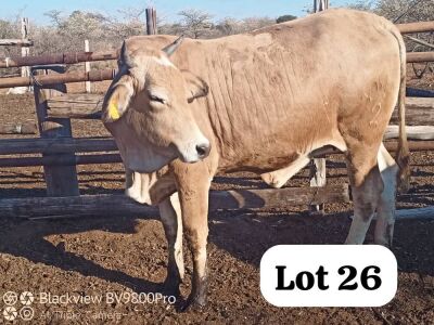 LOT 26 2X BRAHMAN HEIFERS DAVID MEREMENTSI