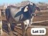 LOT 25 2X BRAHMAN CROSS HEIFERS DAVID MEREMENTSI