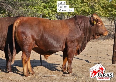 LOT 8 1X BEEFMASTER BULL JARAS (PTY)LTD