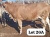 LOT 26A 2X SIMBRA CROSS HEIFERS DAVID MEREMENTSI