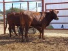 LOT 22 2X BONSMARA HEIFERS STUART PAXTON