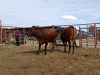 LOT 15 2X BONSMARA HEIFERS STUART PAXTON