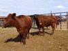 LOT 2 2X BONSMARA HEIFERS STUART PAXTON