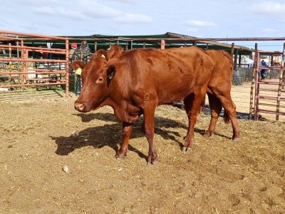 LOT 9 2X BONSMARA HEIFERS CALVE RANCH (PTY)LTD