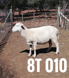 1 x DRAUGHTLANDER OOI/EWE Clinton Cilliers