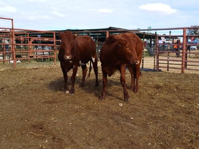 LOT 16 2X BONSMARA HEIFERS STUART PAXTON