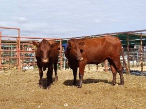 LOT 23 2X BONSMARA HEIFERS STUART PAXTON