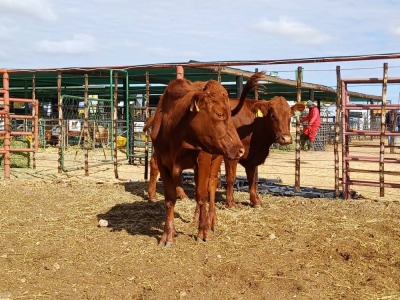 LOT 31 2X BONSMARA HEIFERS CALVE RANCH (PTY)LTD