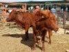 LOT 30 2X BONSMARA HEIFERS CALVE RANCH (PTY)LTD