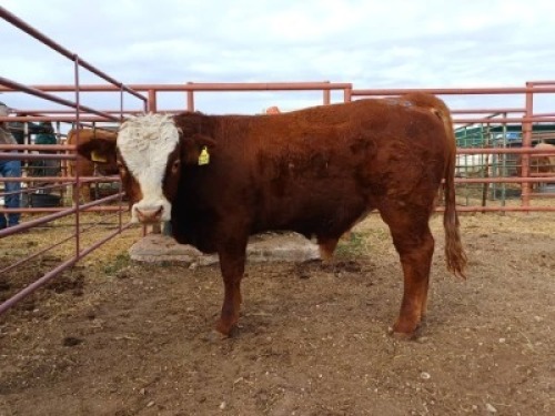 LOT 32 1X SIMMENTAL BULL JOSEF KEFAS