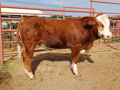 LOT 33 1X SIMMENTAL BULL JOSEF KEFAS