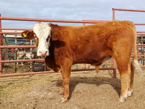 LOT 34 1X SIMMENTAL BULL JOSEF KEFAS