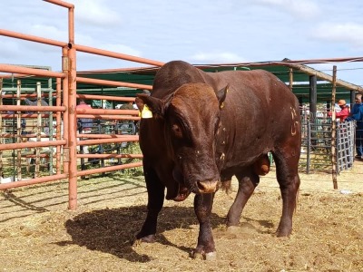 LOT 35 1X BONSMARA BULL GREENWAY BONSMARAS