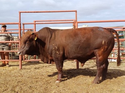 LOT 36 1X BONSMARA BULL GREENWAY BONSMARAS