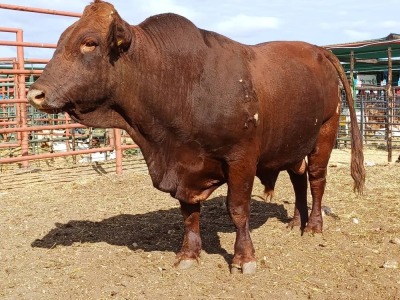 LOT 37 1X BONSMARA BULL GREENWAY BONSMARAS