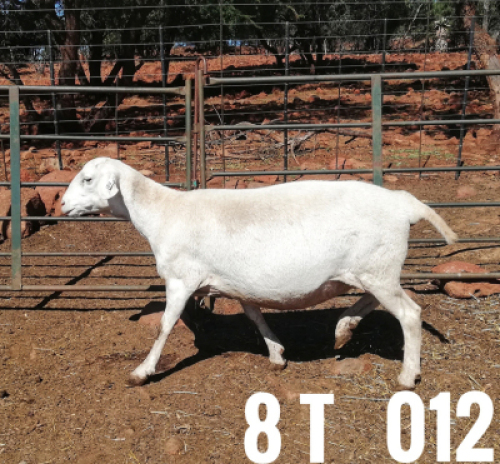 1 x DRAUGHTLANDER OOI/EWE Clinton Cilliers