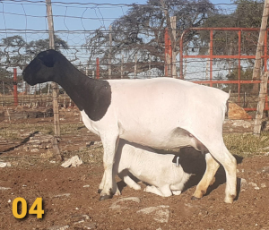 1 x DORPERS OOI/EWE Bertie Aucamp