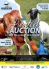 LOT 120 4X FANTAIL DOVES COCK & HEN JARAS (PTY)LTD