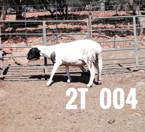 1 x DRAUGHTLANDER OOI/EWE Clinton Cilliers