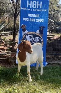 1 x BOERBOKKE OOI/EWE Hennie Enslin - KUDDE/FLOCK