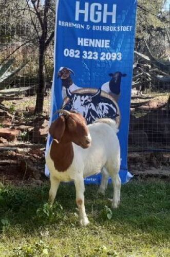 1 x BOERBOKKE OOI/EWE Hennie Enslin - KUDDE/FLOCK