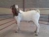 ONTTREK - 1 x BOER GOAT RAM Chantelle Pieterse - 3