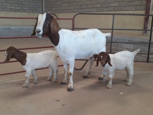 1+2 x BOERBOKKE OOI/EWE Chantelle Pieterse - STOET/STUD