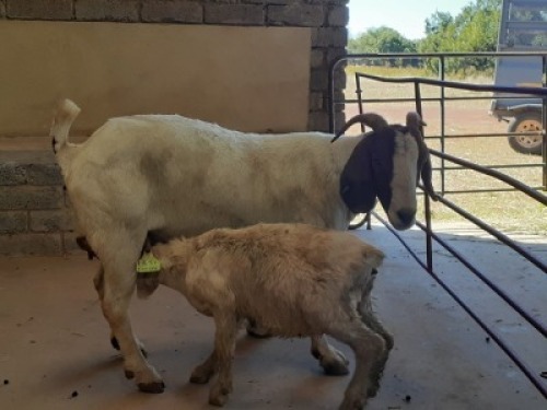 1+1 x BOERBOKKE OOI/EWE Chantelle Pieterse