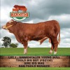 1X SIMMENTAL BULL PAJOMO