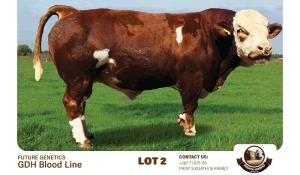 1X SIMMENTAL BULL SEBATAKGOMO