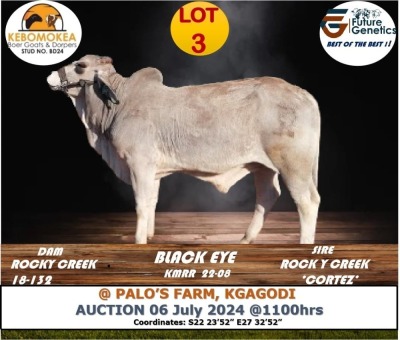 1X GREY BRAHMAN BULL KEBOMOKEA