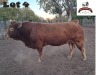 1X LIMOUSINE BULL LINGANE KEABETSWE