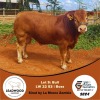 1X LIMOUSINE BULL LEADWOOD