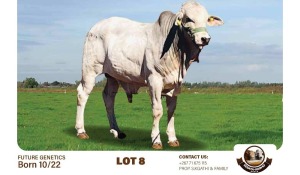 1X GREY BRAHMAN BULL SEBATAKGOMO