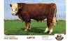 1X SIMMENTAL BULL SEBATAKGOMO