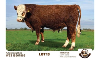 1X SIMMENTAL BULL SEBATAKGOMO