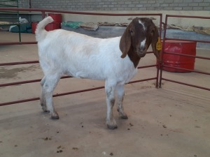 1 x BOERBOKKE OOI/EWE Chantelle Pieterse - KUDDE/FLOCK