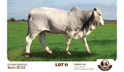 1X GREY BRAHMAN BULL SEBATAKGOMO