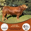 1X LIMOUSINE BULL LEADWOOD